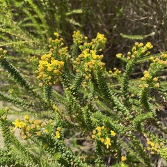 Euryops virgineus