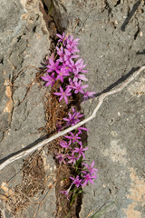 Colchicum stevenii