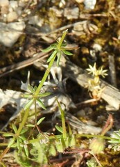 Galium parisiense