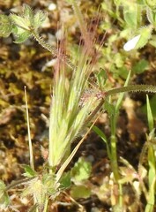 Bromus madritensis
