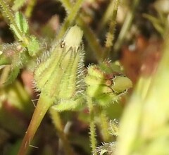 Leontodon longirostris