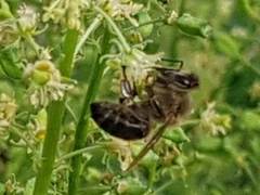 Apis mellifera