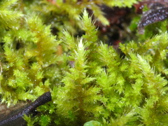 Sematophyllaceae