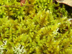Sematophyllaceae