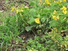 Senna uniflora