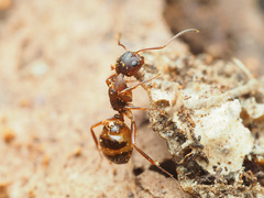 Camponotus subbarbatus