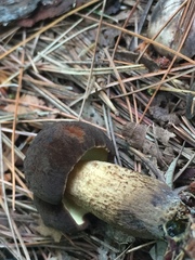 Tylopilus alboater