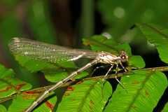 Lestoidea