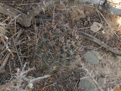 Echinopsis leucantha