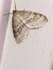 Operophtera bruceata