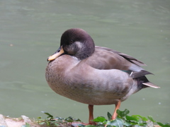 Anas platyrhynchos × Netta rufina