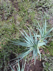 Kniphofia caulescens