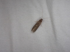 Annulipalpia