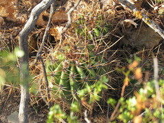 Trichocereus candicans