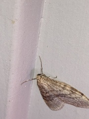 Operophtera bruceata