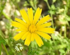 Leontodon longirostris