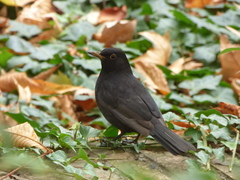 Turdus merula