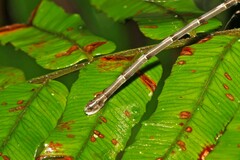 Lestoidea