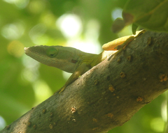 Anolis porcatus