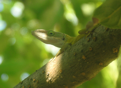Anolis porcatus