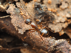 Camponotus subbarbatus