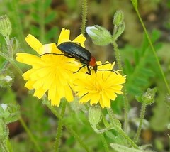 Heliotaurus ruficollis