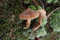 Cortinarius aureovelatus
