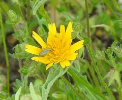 Leontodon longirostris