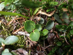 Gaultheria humifusa