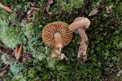 Cortinarius aureovelatus