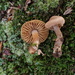 Cortinarius aureovelatus - Photo (c) Sigrid Jakob, some rights reserved (CC BY), uploaded by Sigrid Jakob