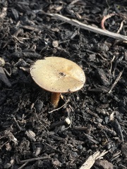 Melanoleuca verrucipes