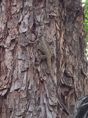 Acanthocercus atricollis