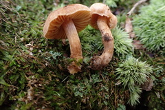 Cortinarius aureovelatus