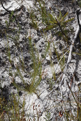 Spatalla racemosa