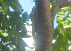 Anolis porcatus
