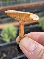 Melanoleuca verrucipes