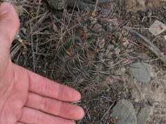 Echinopsis leucantha