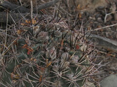 Echinopsis leucantha