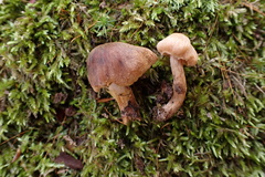 Cortinarius aureovelatus