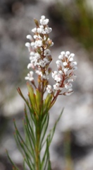 Spatalla racemosa