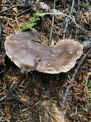 Jahnoporus hirtus