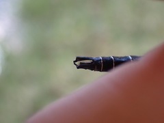 Somatochlora hudsonica