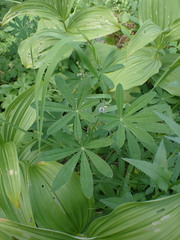 Lupinus arcticus