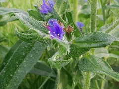 Echium vulgare