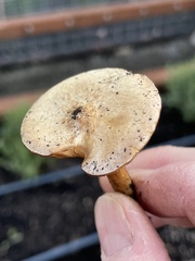 Melanoleuca verrucipes