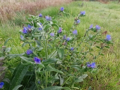 Echium vulgare