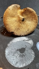 Melanoleuca verrucipes