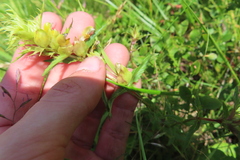 Rhinanthus glacialis