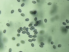 Melanoleuca verrucipes